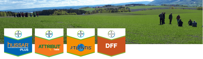 ugras, vårkorn, herbicider, bygg, hvete, hussar, attribut, atlantis